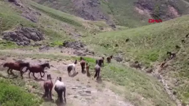 Yılkı atları, 2 bin 300 rakımlı yaylada dronla görüntülendi Yılkı atları, 2 bin 300 rakımlı yaylada dronla görüntülendi