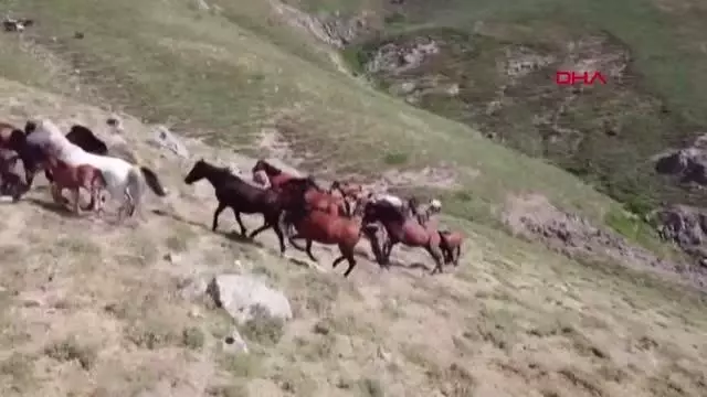Yılkı atları, 2 bin 300 rakımlı yaylada dronla görüntülendi Yılkı atları, 2 bin 300 rakımlı yaylada dronla görüntülendi