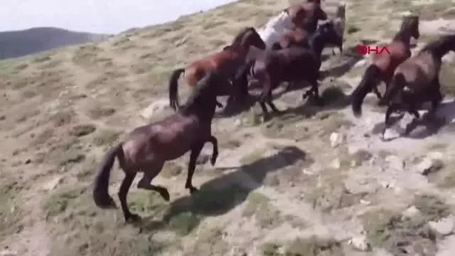 Yılkı atları, 2 bin 300 rakımlı yaylada dronla görüntülendi Yılkı atları, 2 bin 300 rakımlı yaylada dronla görüntülendi