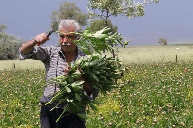 7 yıl önce Hollanda'dan şakayık fidesi getirip Yozgat'ta eken kardeşler, şimdi siparişlere yetişemiyor