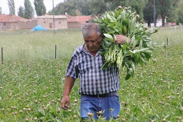 7 yıl önce Hollanda'dan şakayık fidesi getirip Yozgat'ta eken kardeşler, şimdi siparişlere yetişemiyor