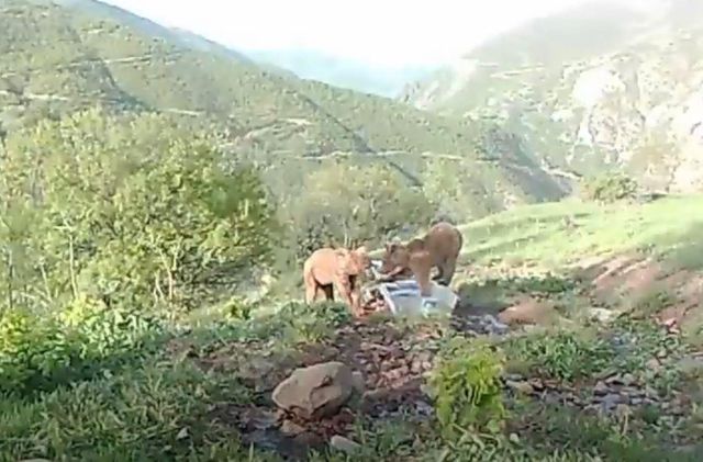 Son dakika haber... Bakan Pakdemirli'den su yalağında oynayan ayılarla ilgili 'Halinden memnun' paylaşımı Son dakika haber... Bakan Pakdemirli'den su yalağında oynayan ayılarla ilgili 'Halinden memnun' paylaşımı