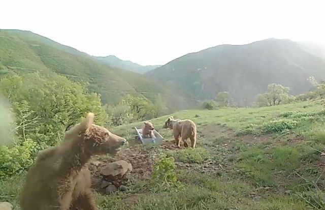 Son dakika haber... Bakan Pakdemirli'den su yalağında oynayan ayılarla ilgili 'Halinden memnun' paylaşımı Son dakika haber... Bakan Pakdemirli'den su yalağında oynayan ayılarla ilgili 'Halinden memnun' paylaşımı