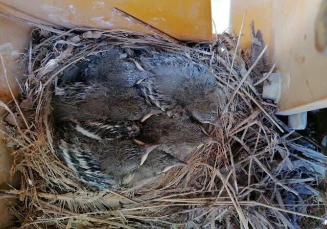Beton santraline ait kepçe, kuşların yuvası oldu