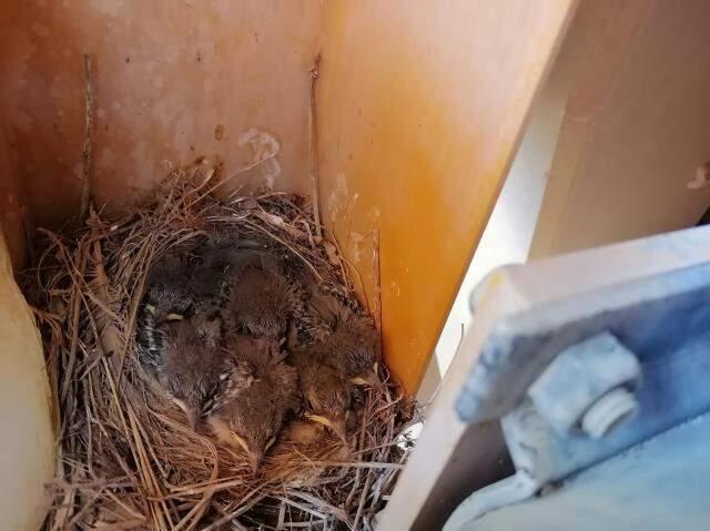 Beton santraline ait kepçe, kuşların yuvası oldu