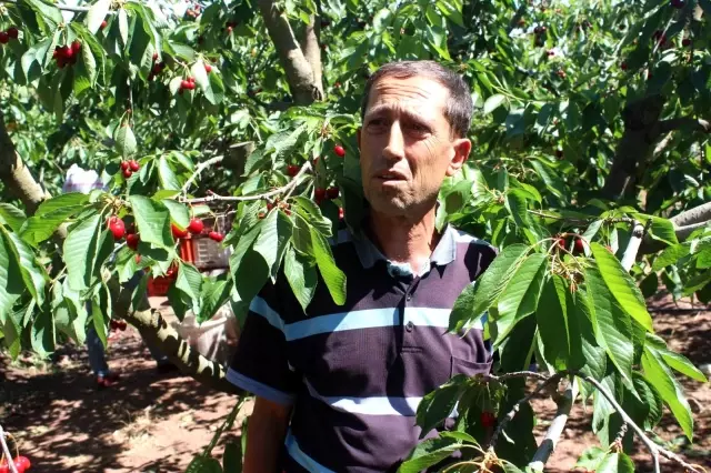 Coğrafi işaret tescilli Salihli Kirazı'nda hasat zamanı