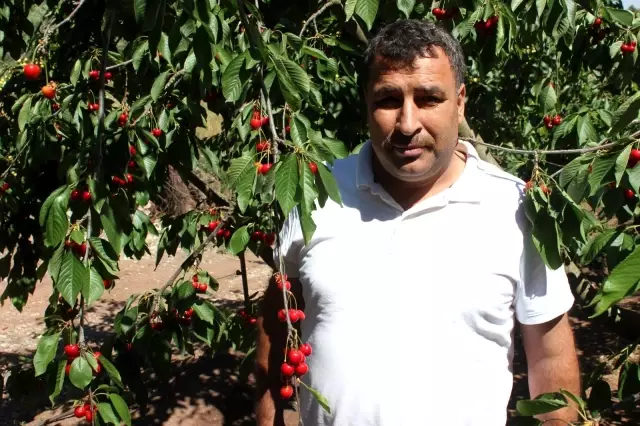 Coğrafi işaret tescilli Salihli Kirazı'nda hasat zamanı