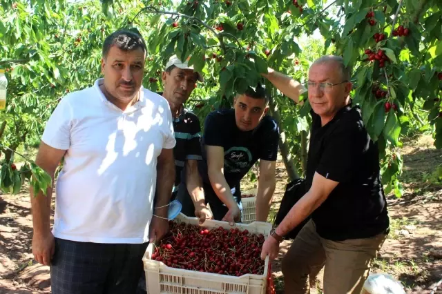 Coğrafi işaret tescilli Salihli Kirazı'nda hasat zamanı