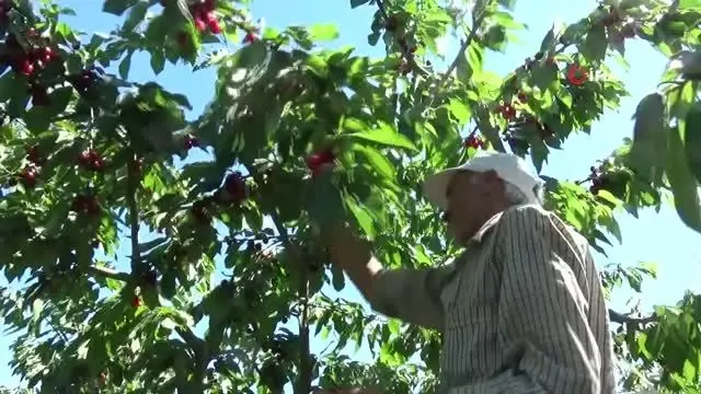 Coğrafi işaret tescilli Salihli Kirazı'nda hasat zamanı