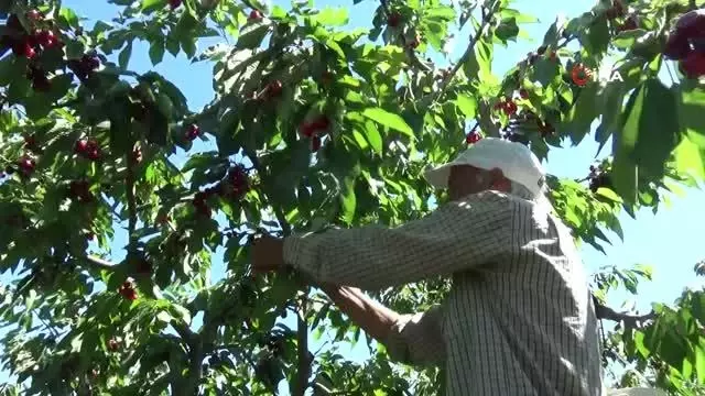 Coğrafi işaret tescilli Salihli Kirazı'nda hasat zamanı