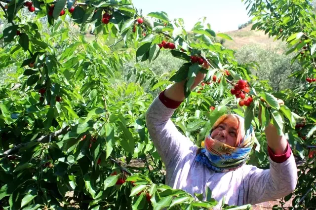 Coğrafi işaret tescilli Salihli Kirazı'nda hasat zamanı
