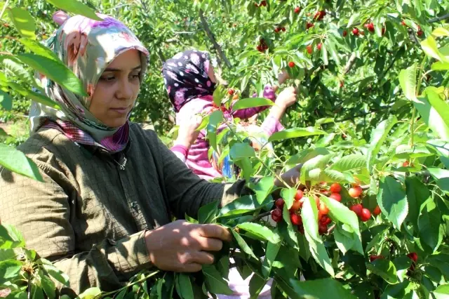 Coğrafi işaret tescilli Salihli Kirazı'nda hasat zamanı