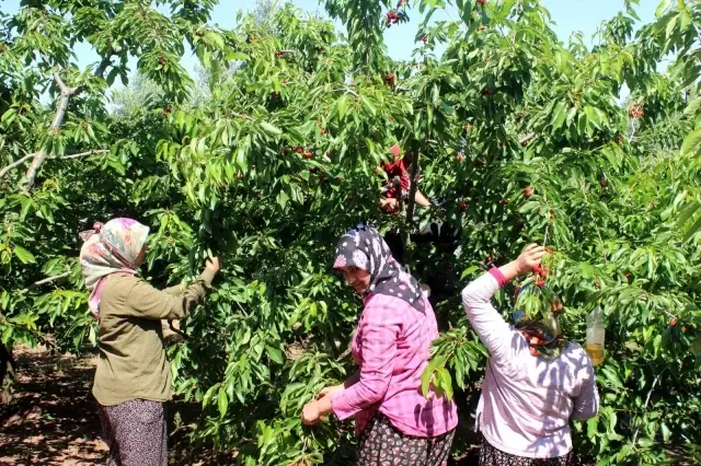 Coğrafi işaret tescilli Salihli Kirazı'nda hasat zamanı