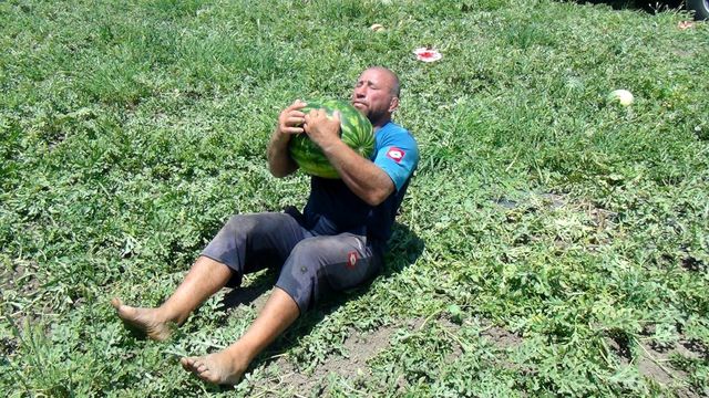 Karpuz tarlasında dünya şampiyonu olmaya hazırlanıyor