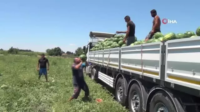 Dev karpuzlarla idman yapıp dünya şampiyonasına hazırlanıyor Dev karpuzlarla idman yapıp dünya şampiyonasına hazırlanıyor