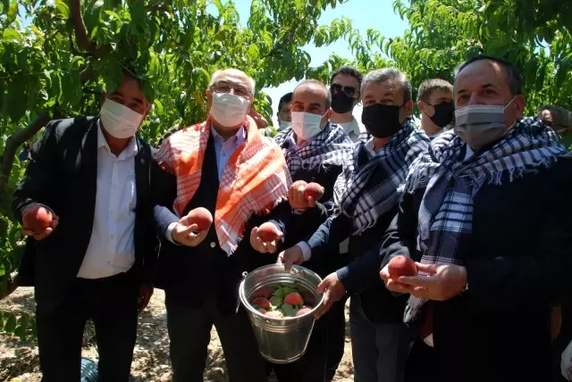 Erkenci şeftaliler hasat edildi