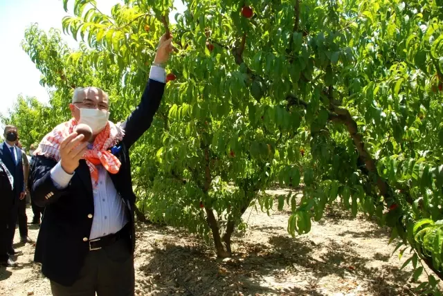 Erkenci şeftaliler hasat edildi