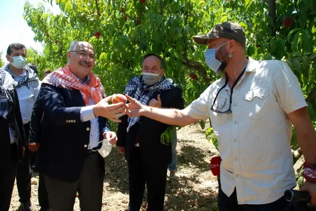 Erkenci şeftaliler hasat edildi