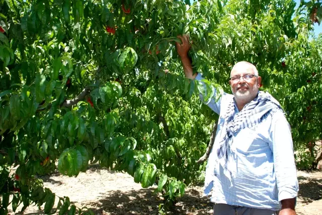 Erkenci şeftaliler hasat edildi