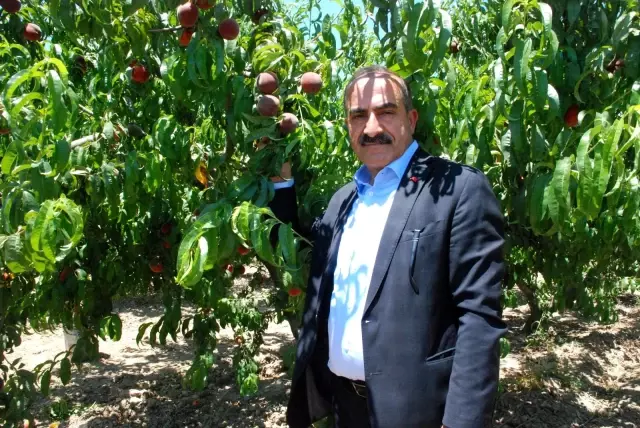 Erkenci şeftaliler hasat edildi