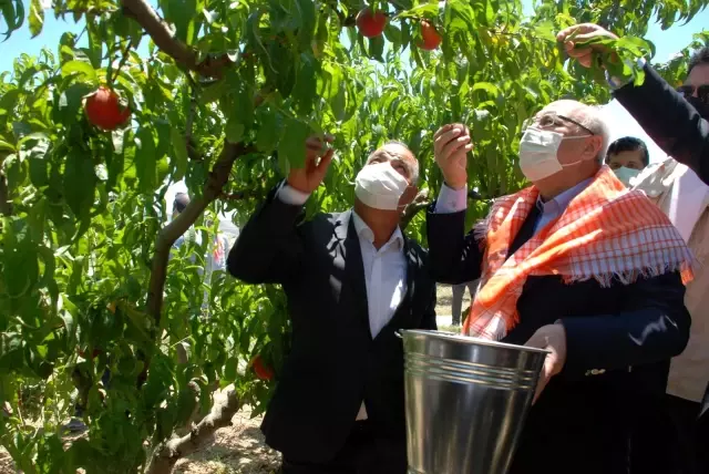 Erkenci şeftaliler hasat edildi