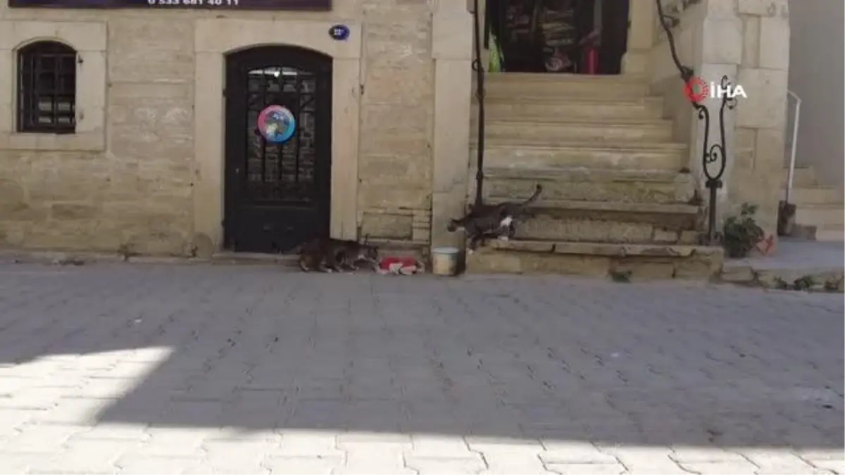 Foça, terk edilen cins hayvanlarla doldu