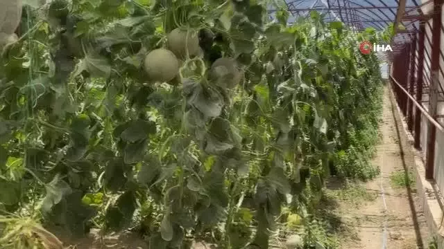 Hortum seraların naylonlarını böyle uçardı Hortum seraların naylonlarını böyle uçardı
