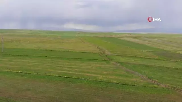 Kars'ta etkili olan kuraklık, yetkilileri harekete geçirdi Kars'ta etkili olan kuraklık, yetkilileri harekete geçirdi