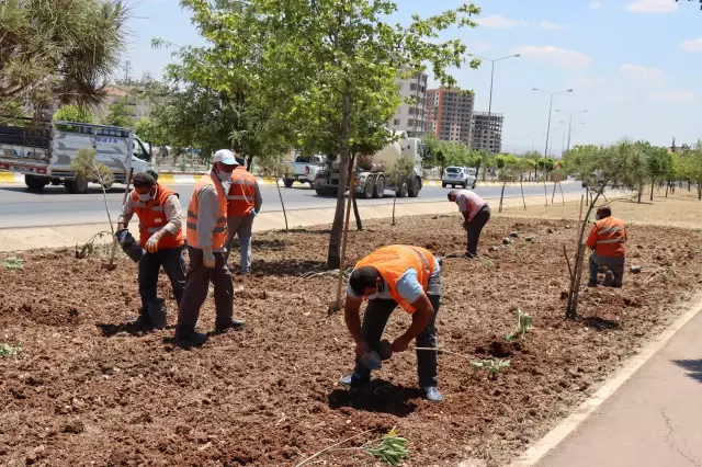 Kilis'te Dünya Çevre Günü dolayısıyla fidan dikim etkinliği düzenlendi