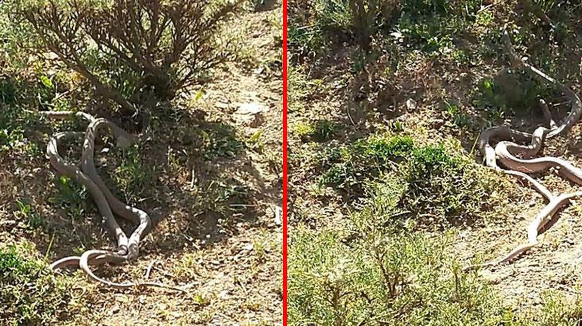 Köy sakini anında telefonuna sarıldı! Yılanların dansı görenleri şaşırttı