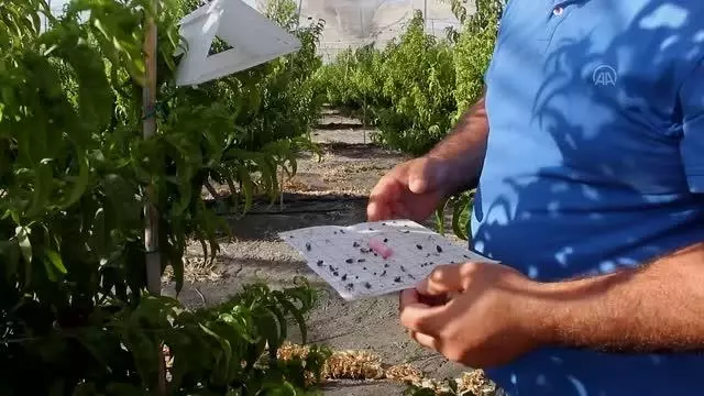 Akdeniz meyve sineğiyle mücadele olumlu sonuç verdi Akdeniz meyve sineğiyle mücadele olumlu sonuç verdi
