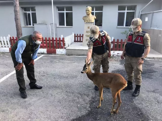 Yaralı karacaya jandarma sahip çıktı Yaralı karacaya jandarma sahip çıktı
