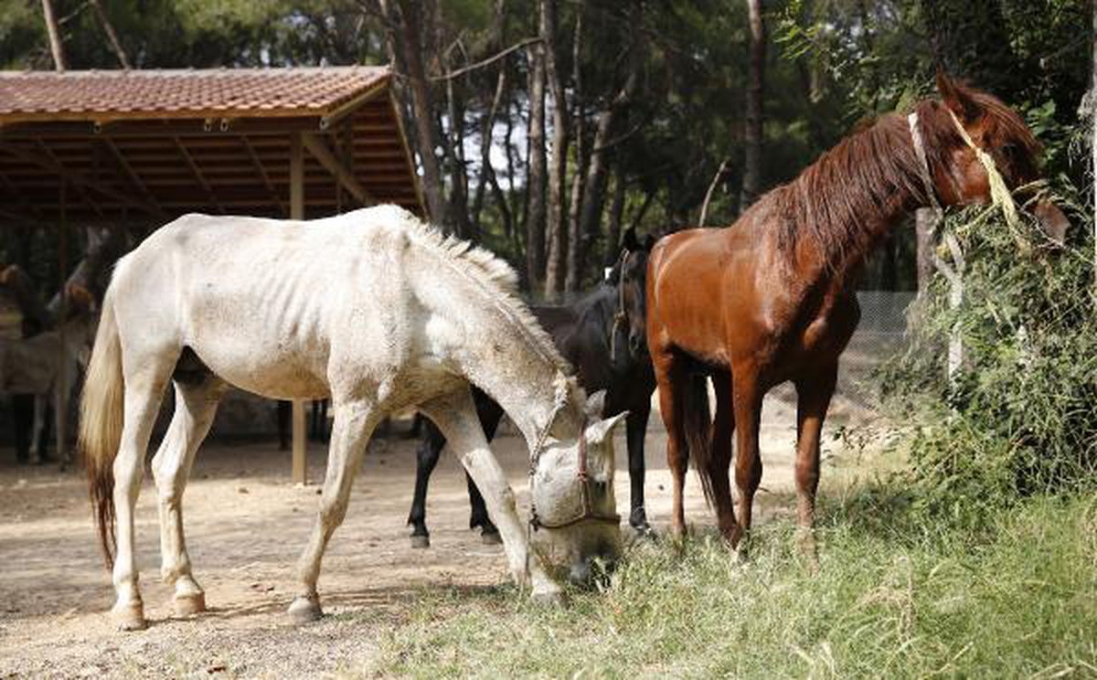 Antalya'da sahiplendirilen 40 attan 2'si öldü, 2'si çalındı, 3'ü kayıp