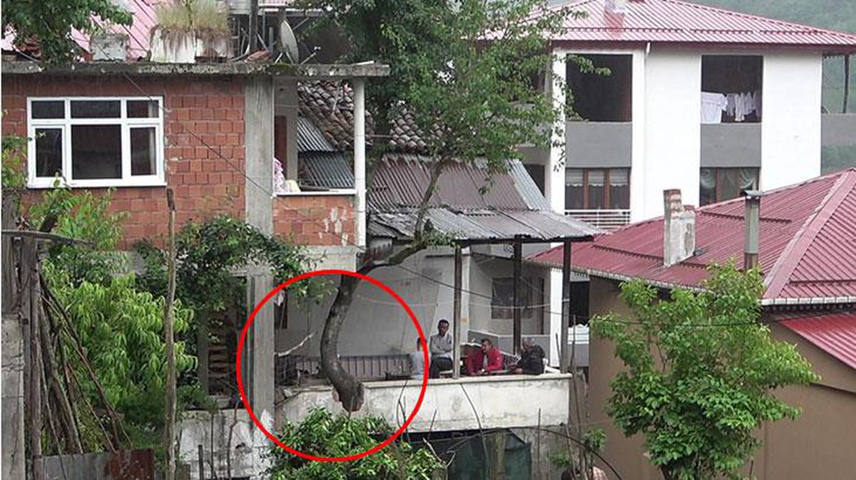 Babasının diktiği 60 yıllık ağacı kesmeye kıyamayınca balkonun içinde geçirdi