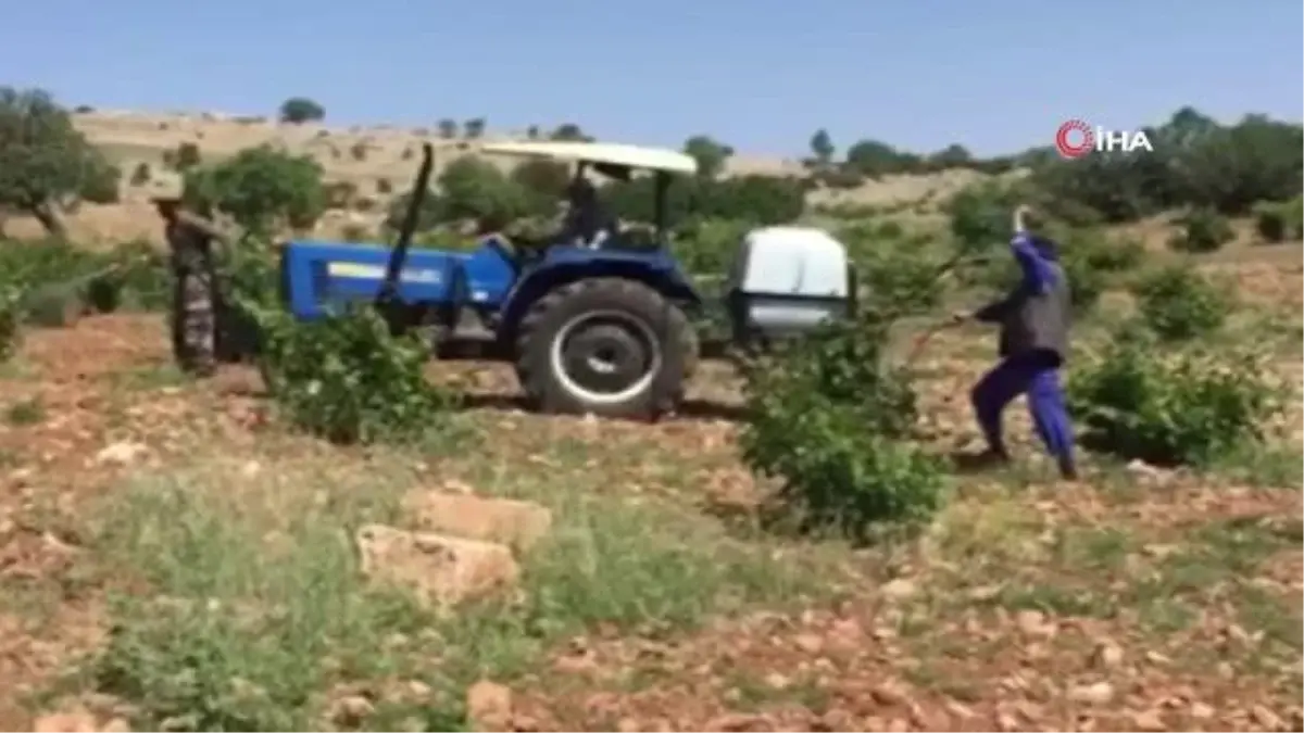 Gercüş'te bağ küllenmesine karşı ilaçlama başlatıldı
