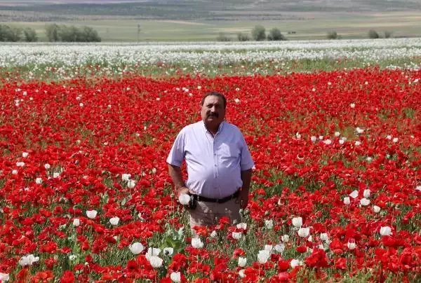 HAŞHAŞ TARLASINDA GELİNCİK GÜZELLİĞİ HAŞHAŞ TARLASINDA GELİNCİK GÜZELLİĞİ
