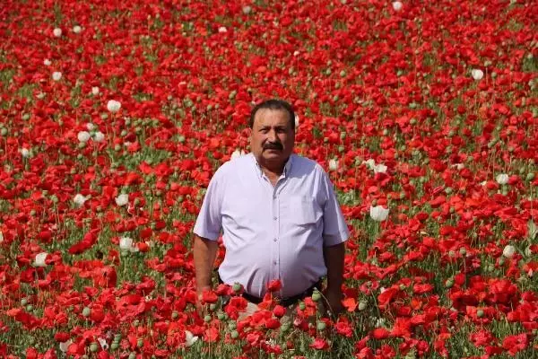 HAŞHAŞ TARLASINDA GELİNCİK GÜZELLİĞİ HAŞHAŞ TARLASINDA GELİNCİK GÜZELLİĞİ