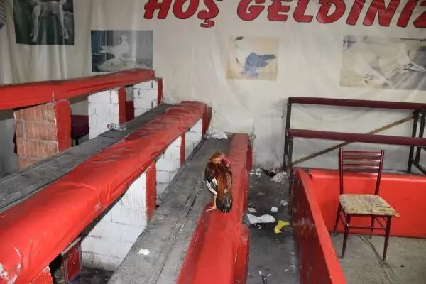 Horoz dövüşü düzenlenen derneğe baskın: 69 kişiye 431 bin TL ceza Horoz dövüşü düzenlenen derneğe baskın: 69 kişiye 431 bin TL ceza
