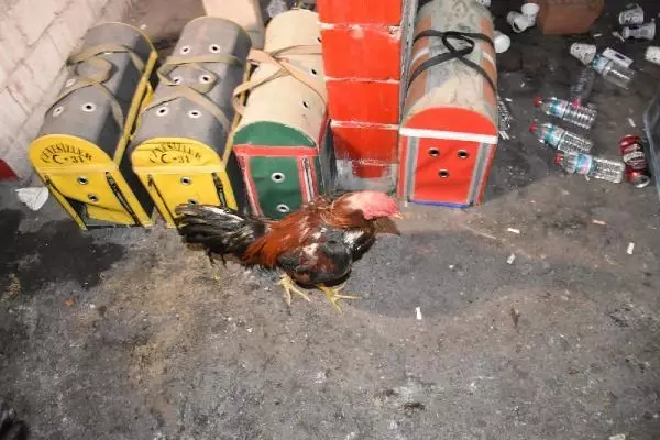 Horoz dövüşü düzenlenen derneğe baskın: 69 kişiye 431 bin TL ceza Horoz dövüşü düzenlenen derneğe baskın: 69 kişiye 431 bin TL ceza