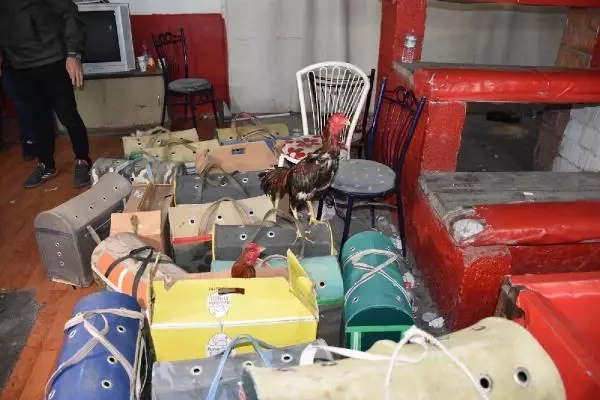 Horoz dövüşü düzenlenen derneğe baskın: 69 kişiye 431 bin TL ceza Horoz dövüşü düzenlenen derneğe baskın: 69 kişiye 431 bin TL ceza