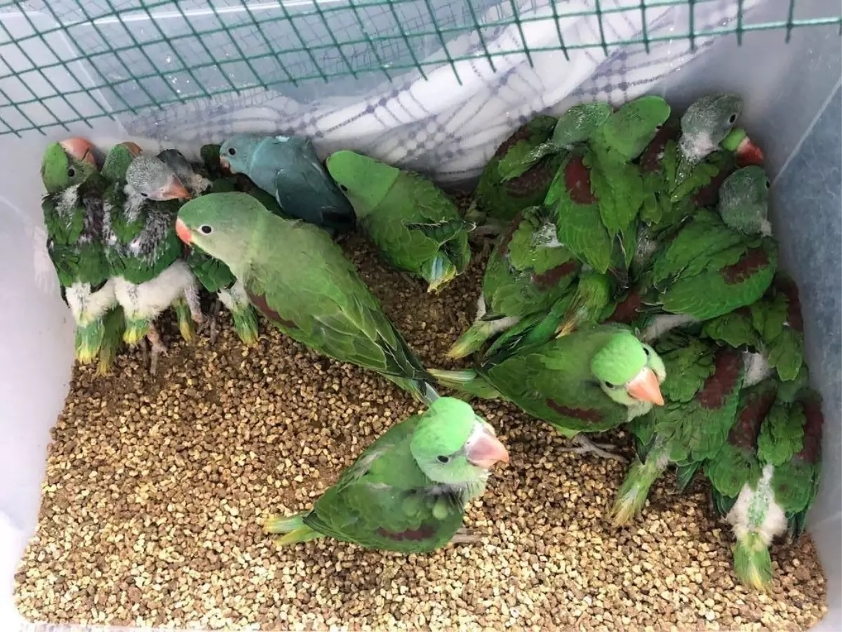 Son dakika haberleri: İstanbul'da papağan operasyonu: 38 İskender papağanı kurtarıldı