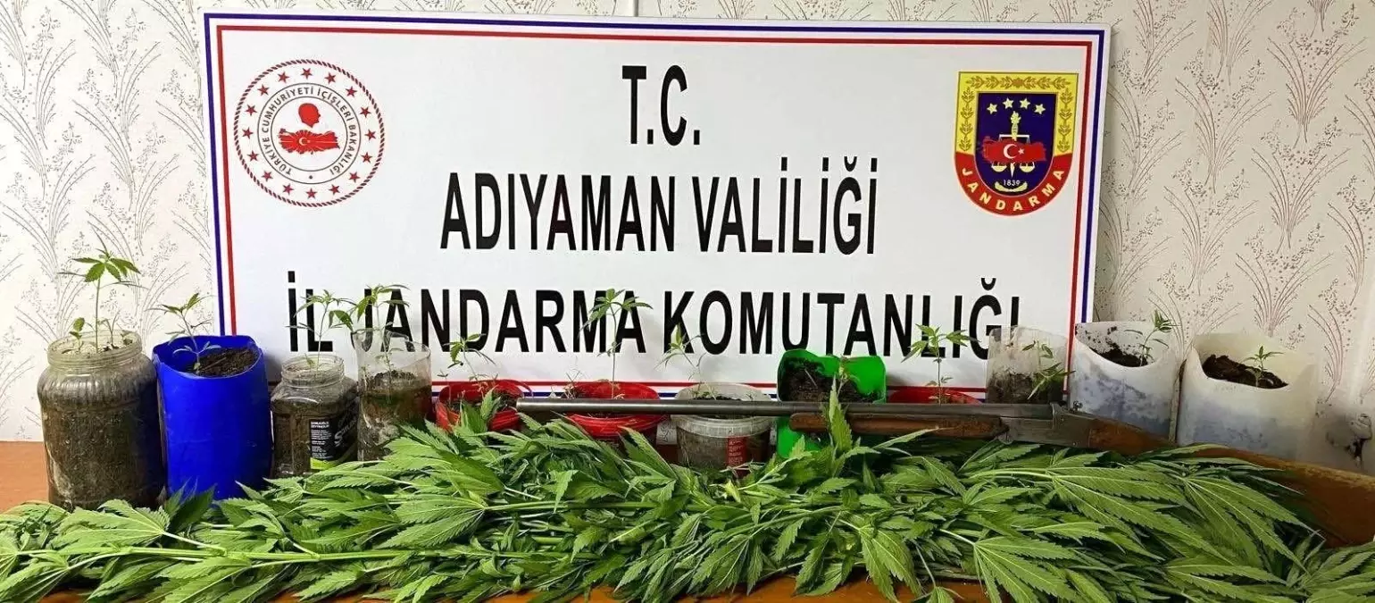 Jandarma kenevir bitkisi ele geçirdi 1 jandarma kenevir bitkisi ele gecirdi 14182479 amp