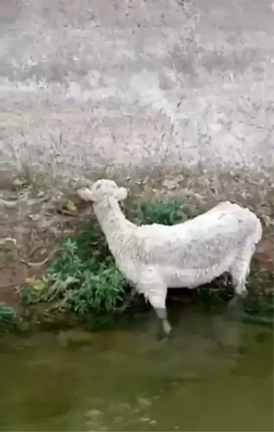 Son dakika haberi! Kanala düşen koyunu itfaiye kurtardı Son dakika haberi! Kanala düşen koyunu itfaiye kurtardı