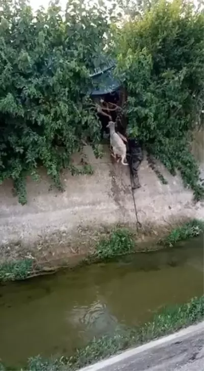 Son dakika haberi! Kanala düşen koyunu itfaiye kurtardı Son dakika haberi! Kanala düşen koyunu itfaiye kurtardı