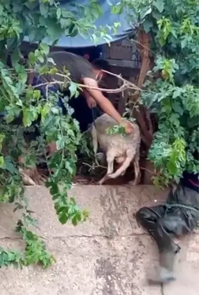 Son dakika haberi! Kanala düşen koyunu itfaiye kurtardı Son dakika haberi! Kanala düşen koyunu itfaiye kurtardı