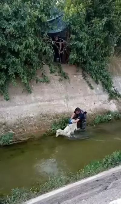 Son dakika haberi! Kanala düşen koyunu itfaiye kurtardı Son dakika haberi! Kanala düşen koyunu itfaiye kurtardı