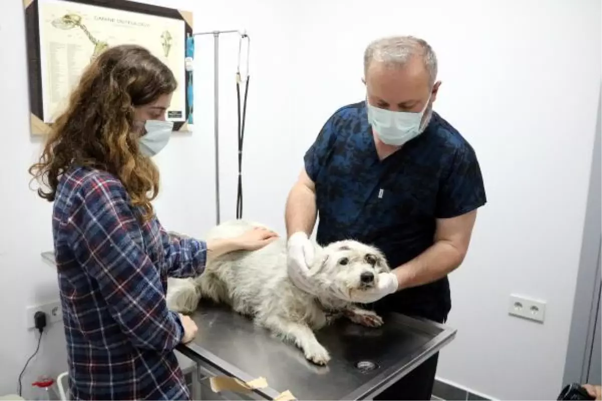 Kaybolan köpeği Kuçita'yı, yaralı halde buldu