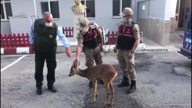 Yaralı karacaya jandarma sahip çıktı Yaralı karacaya jandarma sahip çıktı