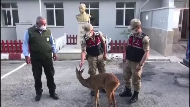 Yaralı karacaya jandarma sahip çıktı Yaralı karacaya jandarma sahip çıktı