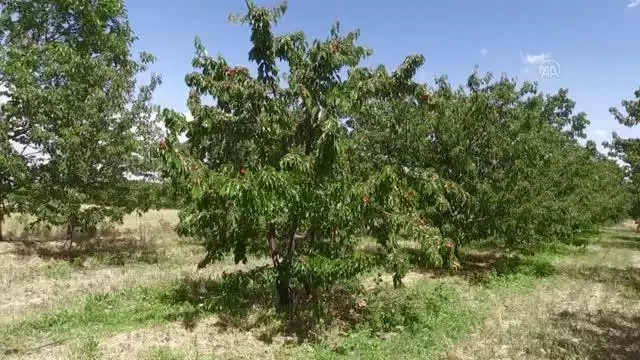 AFYONKARAHİSAR - Kiraz üreticileri, kuraklığa rağmen rekoltede düşüş beklemiyor AFYONKARAHİSAR - Kiraz üreticileri, kuraklığa rağmen rekoltede düşüş beklemiyor
